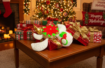 Poinsettia Hatchling